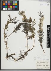 Foto von Salix repens subsp. rosmarinifolia (L.) Andersson
